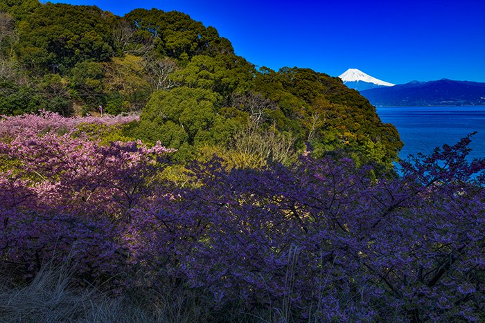 来ル海の河津桜からの富士山