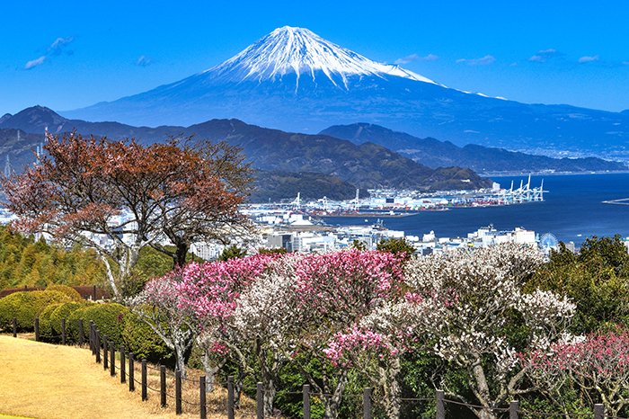 紅白梅と富士山