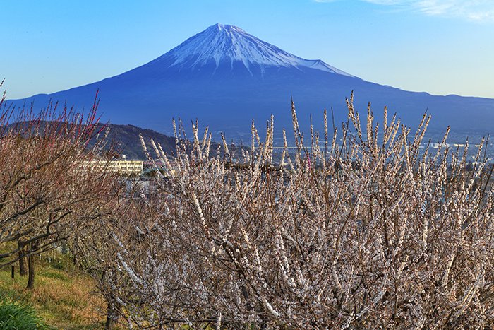 山の上の梅林から