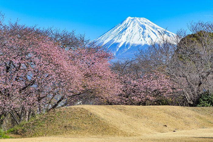 河津桜と富士山