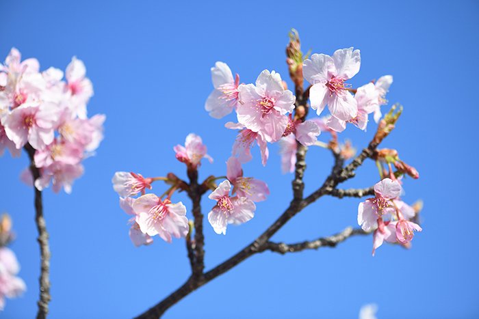 青空に生えるカワヅサクラ