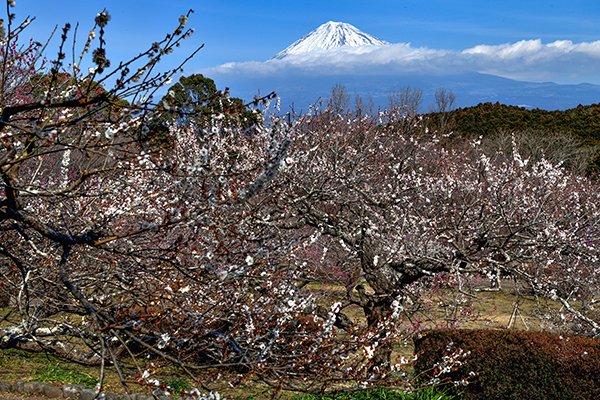 岩本山からの富士山