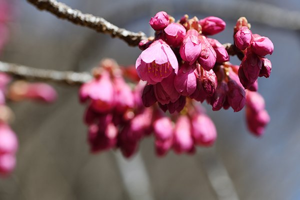 緋寒桜