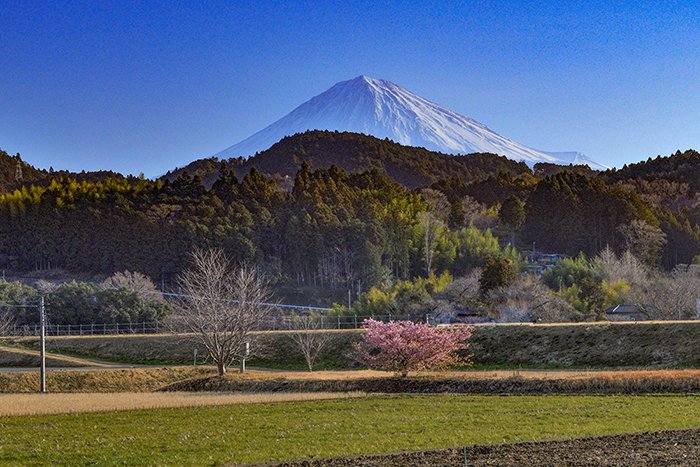 里山の春