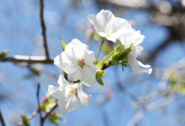 私の生まれた産科医の桜