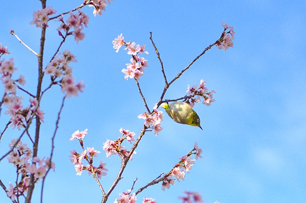城東公園の桜とメジロ