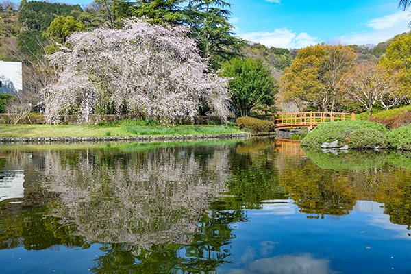 城北公園のしだれ桜