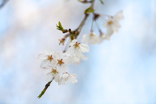 しだれ桜