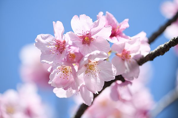 城北公園の陽光桜