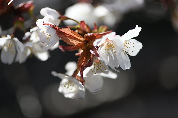 外堀の山桜