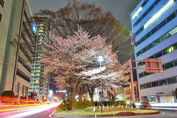 ビル街の山桜