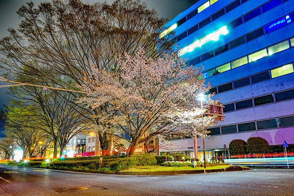 山桜夜景