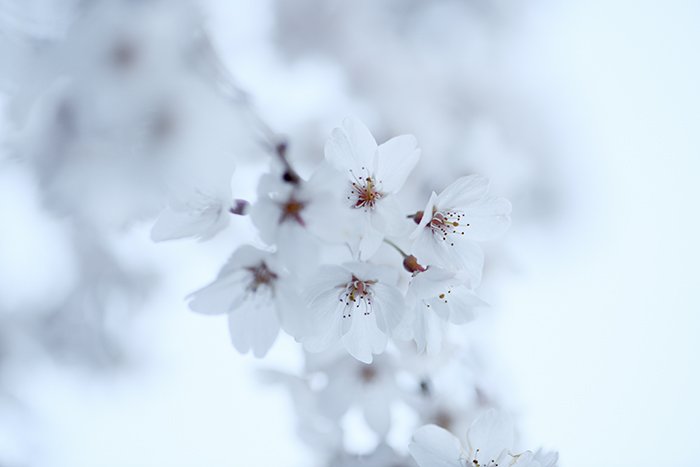 しだれ桜です