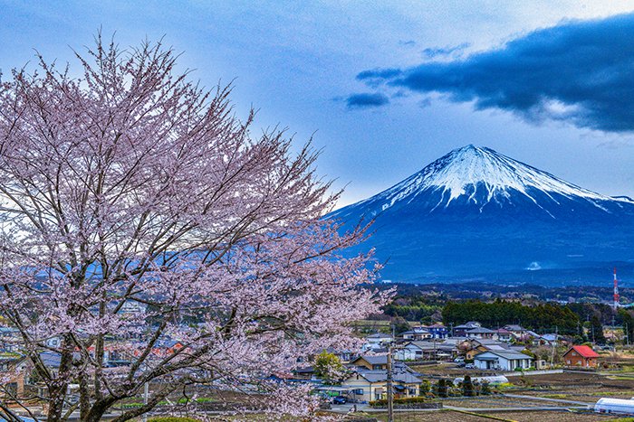 妙善寺の桜と富士山