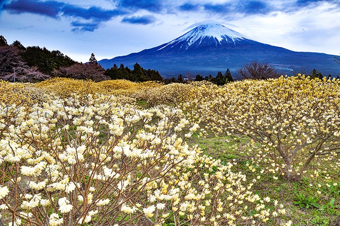 ミツマタの群落と富士山あ