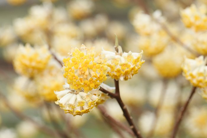 ミツマタの花