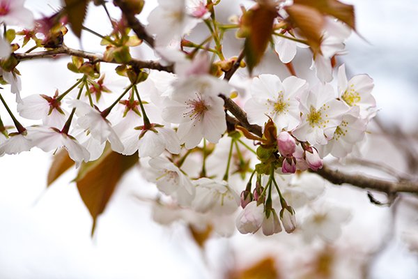 日本平は桜のトンネルでした