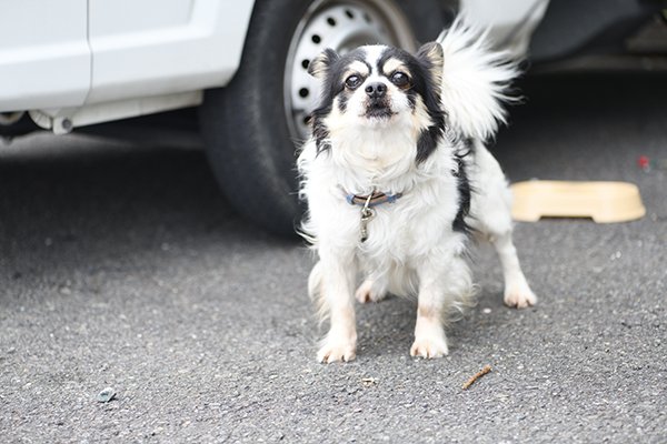 みかん農家の犬