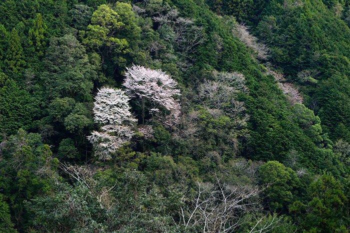 山桜