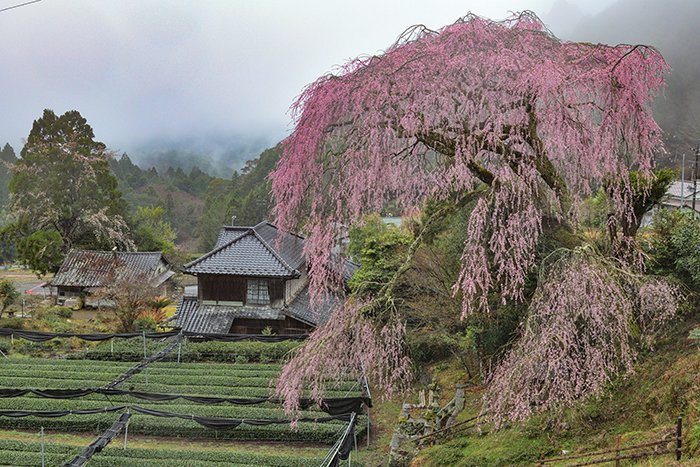 聖一国師の桜