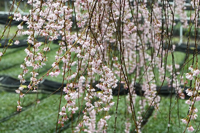 聖一国師の桜はしだれ桜です。