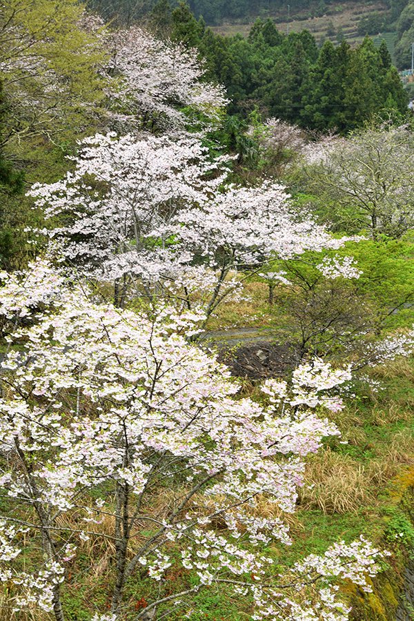 桜並木