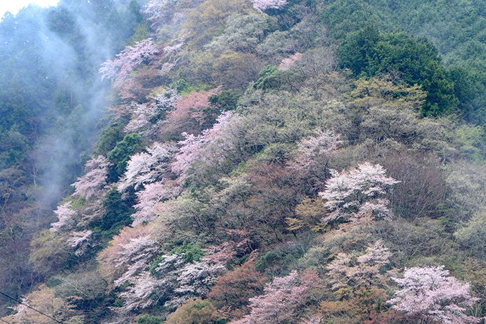 山桜と沢を這う霧