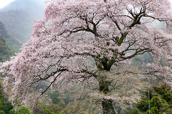みずめ桜は茶畑の１本桜です