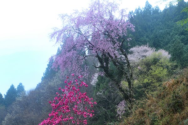 もうひとつのしだれ桜