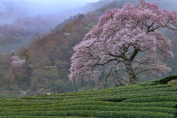 霧に煙るみずめ桜