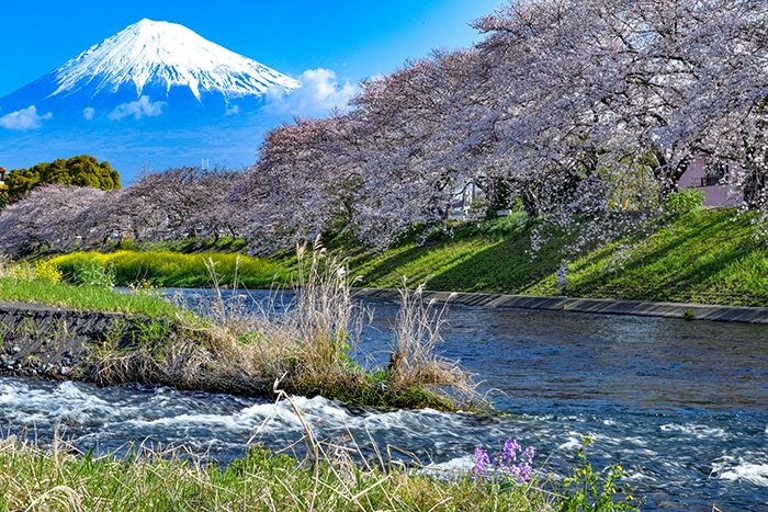 潤井川の流れと堤防の桜の競演