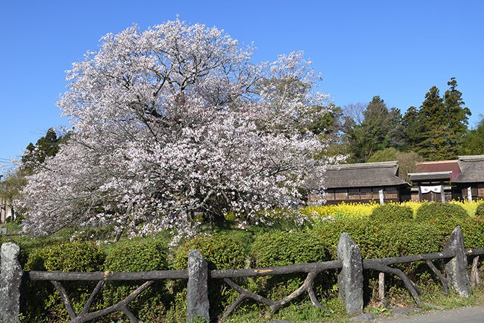 狩宿の下馬桜