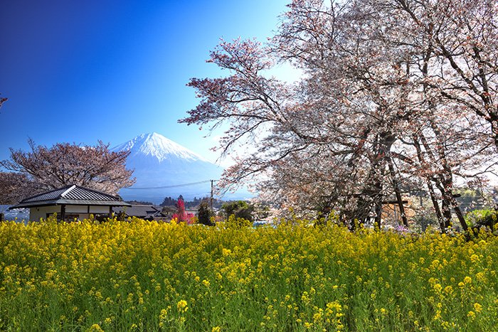 下馬桜と富士山