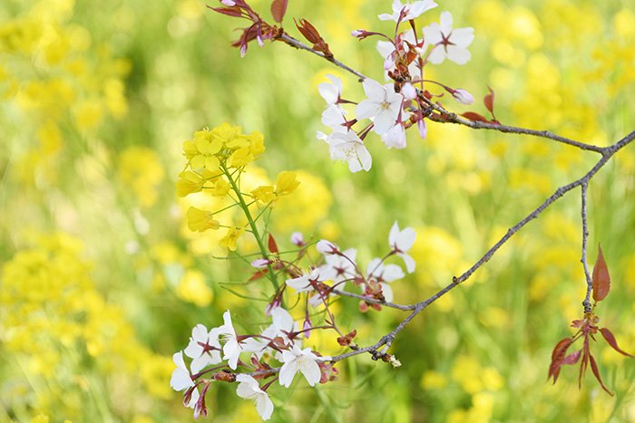 菜の花も祝福