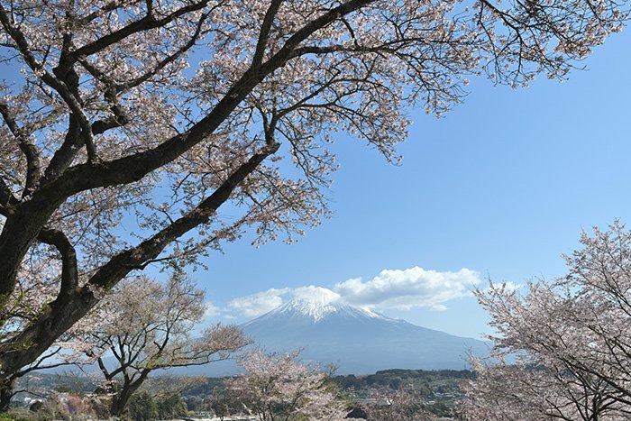 柚野の興徳寺は花まつりでした