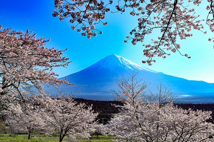 桜の窓からの富士山