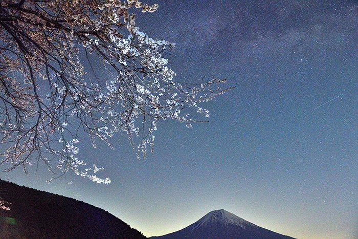 未明の桜