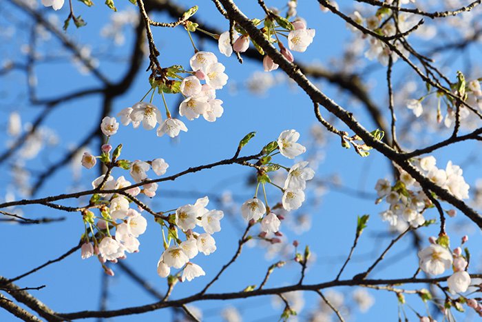 可憐な桜花