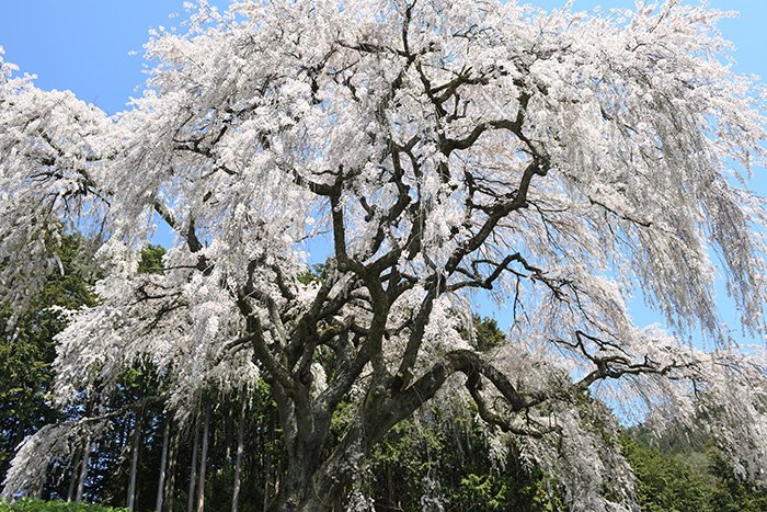 盛んな花房