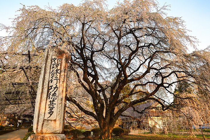 実相寺、身延山から移植した桜