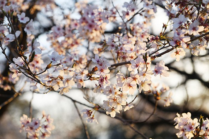 朝日に輝く桜