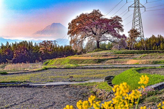 富士山とわに塚桜