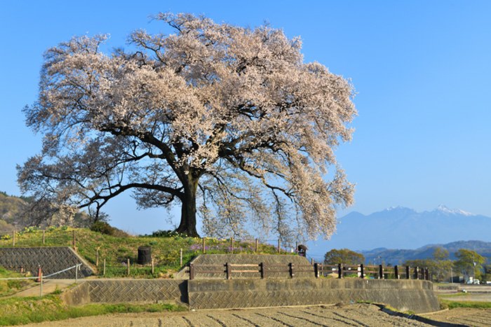 八ヶ岳とわに塚桜
