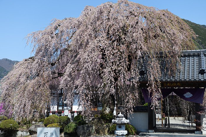 慈雲寺近くの周林寺のぼんぼり桜