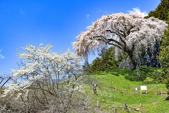 丘の上の一本桜は一番の見ごろでした