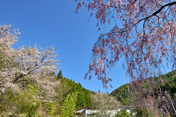 桜満開