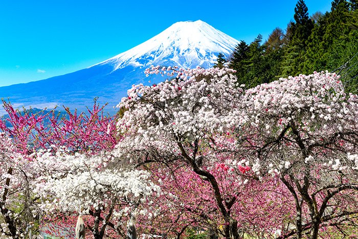 ハナモモ林のなかから富士山を望む