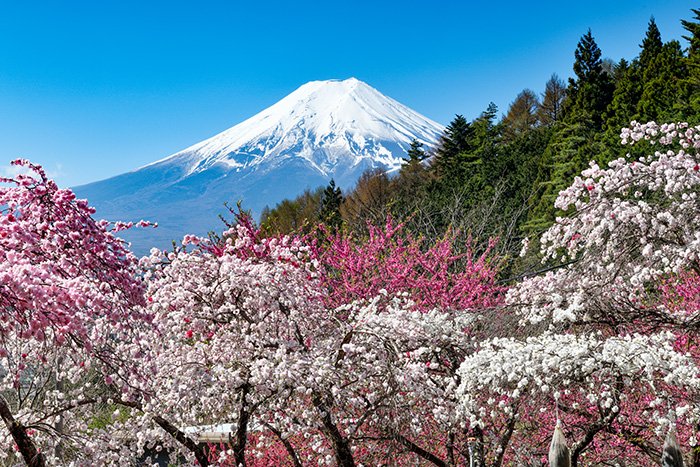 山間の春到来