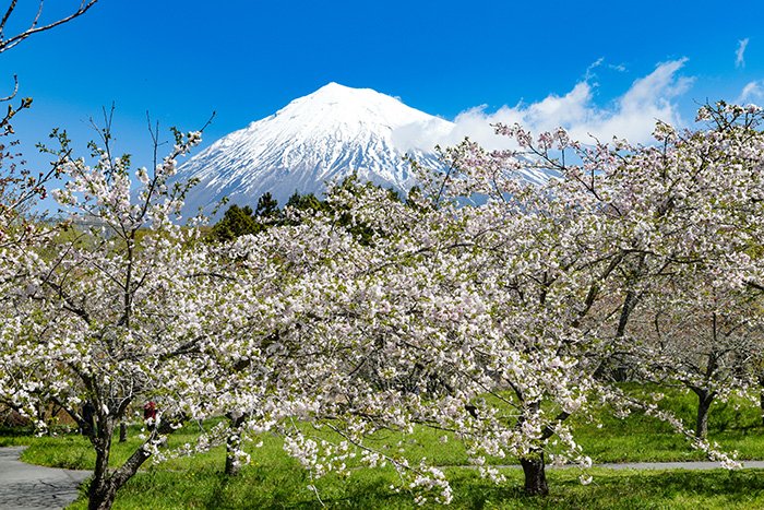 富士山と桜