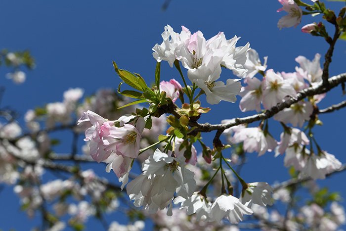 桜を楽しむ